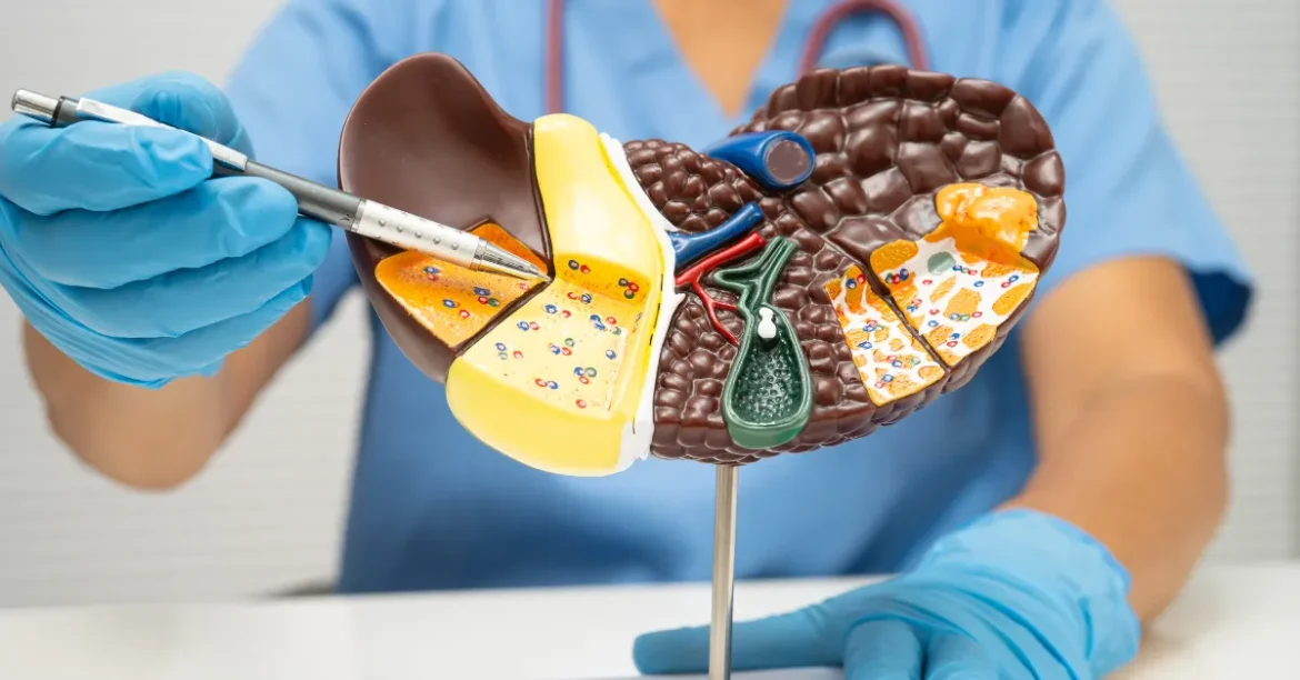 Liver Function Test: What It Shows